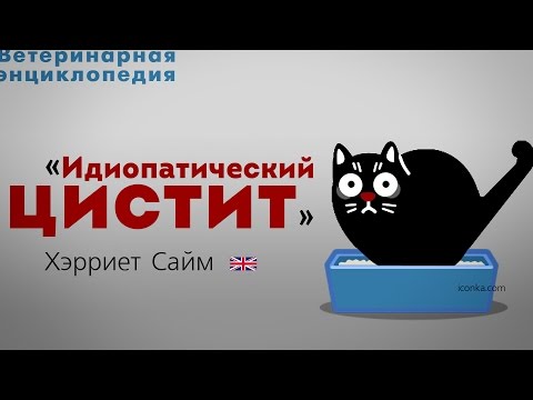 Видео: Идиопатический цистит. Feline Idiopathic Cystitis