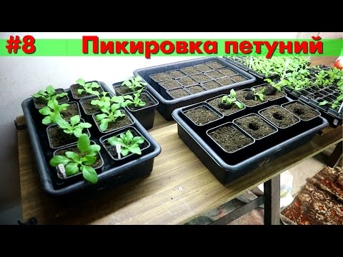 Видео: 🌺 Пикировка рассады петунии! 🌺