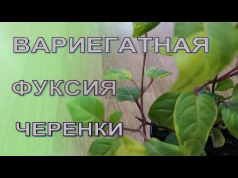 Видео: Фуксия с вариегатными листьями. Черенкую.