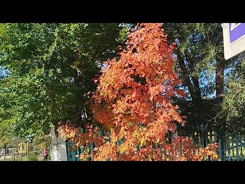 Видео: Влог: 23.09.2025 года. Забыла про ветеринаров🤷‍♀️