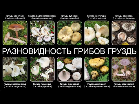 Видео: РАЗНОВИДНОСТЬ ГРИБОВ ГРУЗДЬ