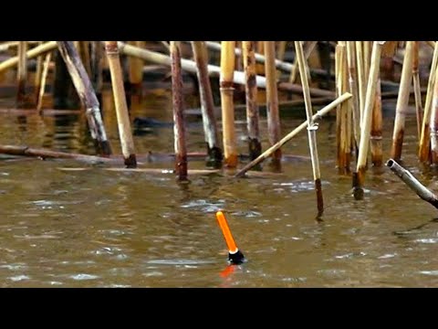 Видео: Що Клює на ПОПЛАВОК у березні. Неочікуваний результат !!!