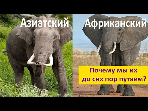 Видео: Африканские и азиатские слоны. В чём отличия? Наталья Носова
