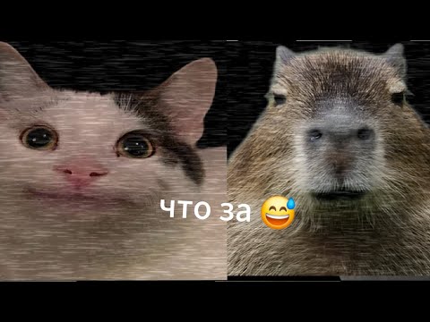 Видео: Что за 5 ночей с мемами 😄😅👍 #memes #мем #бравлстарс #мемы #мемы