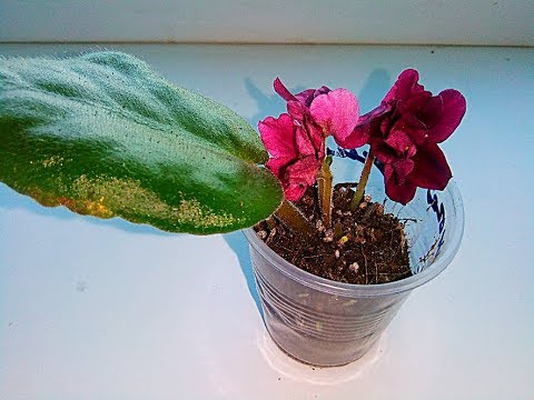 Видео: Почему черенок дал вместо деток цветоносы? Причины очень просты!