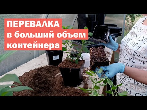 Видео: ПЕРЕВАЛКА метельчатых гортензий В БОЛЬШИЙ ОБЪЕМ контейнера
