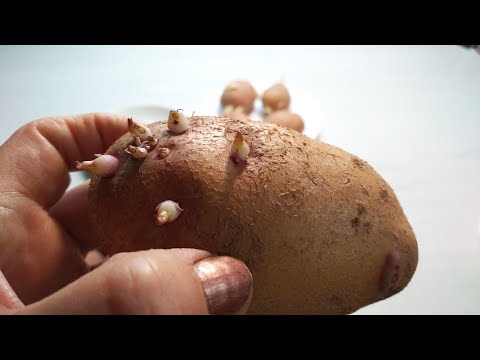 Видео: Резать КАРТОФЕЛЬ перед посадкой или не резать? РЕЗАТЬ!