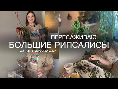 Видео: ПЕРЕСАДКА | большие РИПСАЛИСЫ ПАРАДОКСА мажор и минор| КАССУТА | ПИЛОКАРПА | боливианум | ВЕРКЛИ |