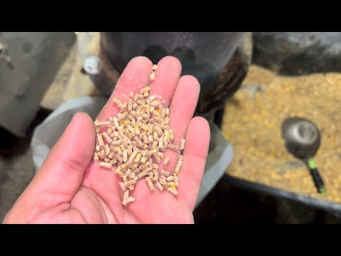 Видео: Рецепт И Процесс Изготовления Комбикорм Для Кур Несушек Молодняк 6-18 Недель