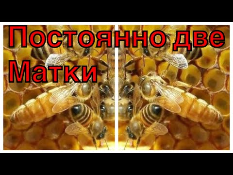 Видео: В СЕМЬЕ ПОСТОЯННО ДВЕ МАТКИ