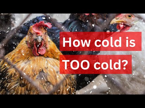 Видео: Куры зимой | Когда стоит беспокоиться (и что делать!)
