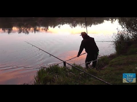 Видео: Коропова рибалка на ставку # частина друга #РибачуЯкУмію