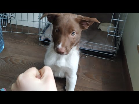 Видео: Пришла посылка | и снова Тору