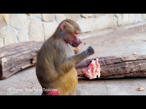 Видео: Люся, к МУЖУ иди, а не к МЯСУ! Лиде хочется вкуса ОСЕНИ! Елисей переживает за молодку! Басик звезда!