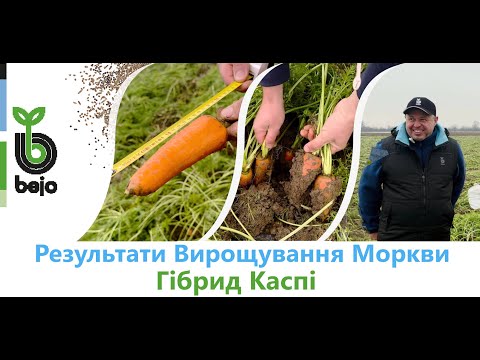 Видео: Результати вирощування моркви Каспі на Закарпатті