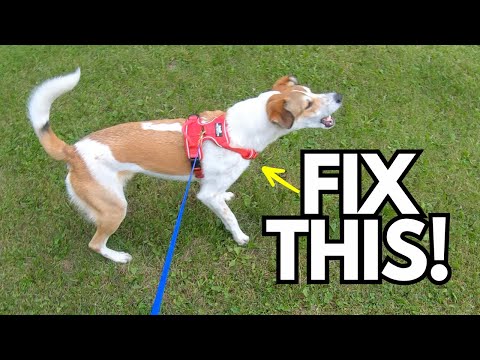 Видео: 3 неожиданных совета, как исправить реакцию вашей собаки на поводок