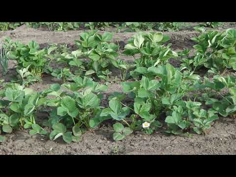 Видео: КАК БОРОТЬСЯ  С ДОЛГОНОСИКОМ ВЕСНОЙ . ЧЕМ ОБРАБОТАТЬ КЛУБНИКУ ОТ ДОЛГОНОСИКА  И ДРУГИХ ВРЕДИТЕЛЕЙ .