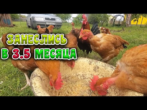 Видео: ГОЛОШЕЙКИ ЗАНЕСЛИСЬ  В 3.5 МЕСЯЦА // Купил Гнёзда курам