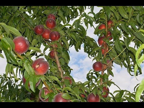 Видео: Персик ранний Шугар Тайм 09.07.19 persikovod.com