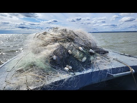 Видео: Борьба с браконьерами, Норма вылова, Размеры рыбы и другие правила рыбалки 2022 на Днестре и Лимане