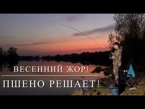Видео: Рыбалка! Весенний жор! Пшено решает!