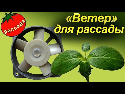 Видео: КРЕПКАЯ РАССАДА - С ПОМОЩЬЮ ВЕНТИЛЯТОРА!