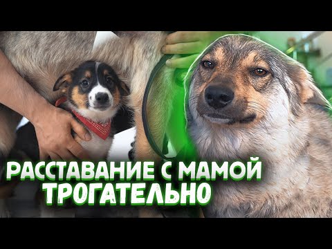 Видео: Щенок попрощался с мамой перед вылетом. Трогательно.