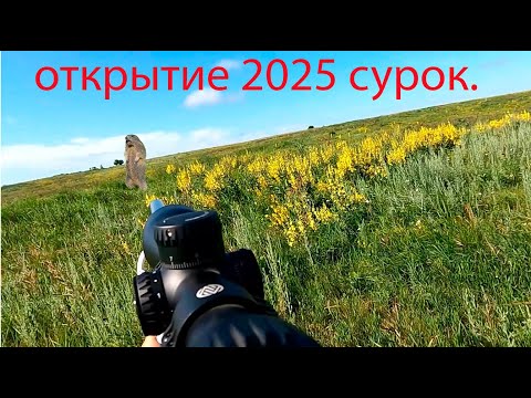 Видео: открытие охоты на сурка 2025   два выстрела два трофея