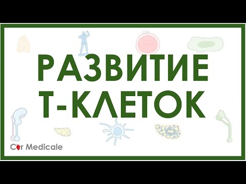 Видео: Развитие Т-клеток/Т-лимфоцитов