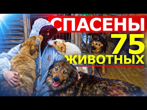 Видео: 75 БЕЗДОМНЫХ ЖИВОТНЫХ СПАСЕНЫ от ГИБЕЛИ.