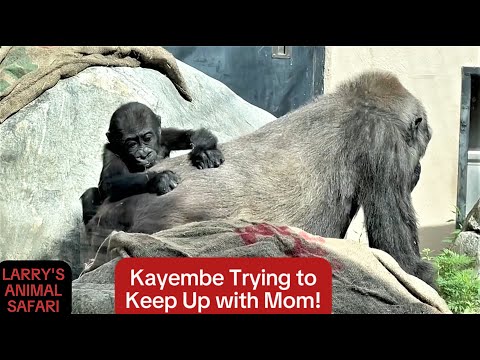 Видео: Детеныш гориллы - Кайембе № 18 #savethegorillas