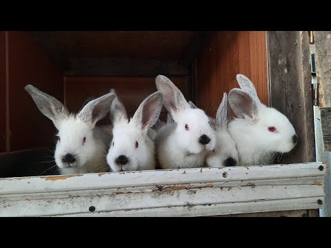 Видео: қояндардың ұясын дезинфекциялау , қояндардың салмағын өлшеу , қоян асырау