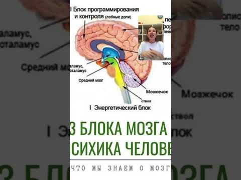 Видео: О трех функциональных блоках мозга