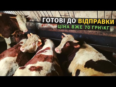 Видео: ЦІНИ РОСТУТЬ! Бички вже по 70 грн\кг. Відгодівля бичків соломою і кукурудзяними качанами.
