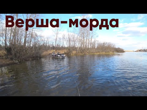 Видео: Поставил морду и закидушки на реке