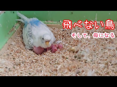 Видео: И стать мамой. (17-дневный дневник ухода за детьми "Чоби") [Волнистый попугайчик]