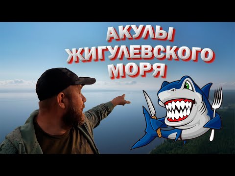 Видео: Акулы Жигулевского моря