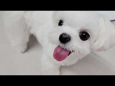 Видео: Странное повседневное видео милой собаки