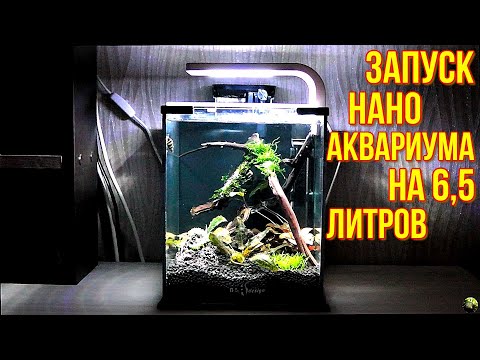 Видео: Запуск нано аквариума на 6,5 литров.
