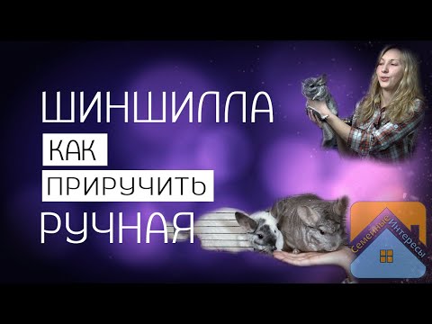 Видео: Как приручить шиншиллу к рукам. (Методы, способы и маленькие секреты)