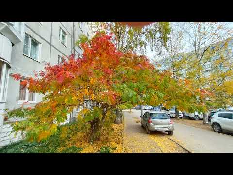 Видео: "Быстротечность времени“ рябина у дома Съёмка начата Олегом 28 августа и закончена 2 ноября 2024 г.