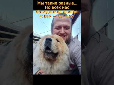 Видео: 12 ноября-День породы чау-чау