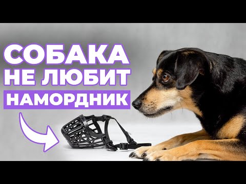 Видео: ПОСЛЕ ЭТОГО ВИДЕО ваша СОБАКА полюбит намордник! ЭФФЕКТИВНЫЙ СПОСОБ приучения к аксессуару