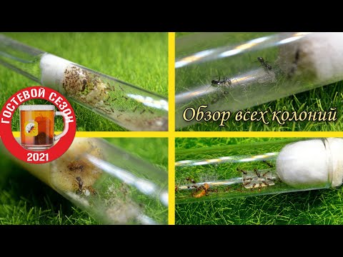 Видео: Все МУРАВЬИ канала AntKeeper/ Обзор колоний муравьев