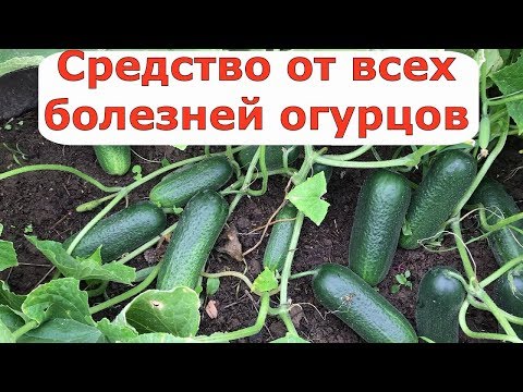 Видео: 405  Средство от всех болезней огурцов