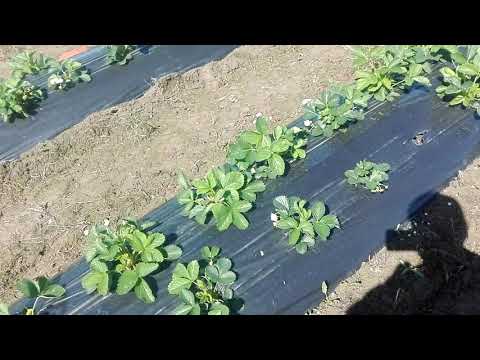 Видео: Выращивание клубники в ленобласти