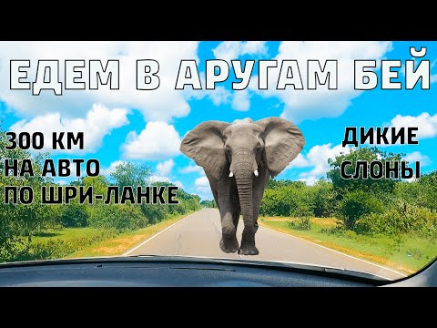 Видео: Аругам Бей 2022. Небольшой ШОК от поселка. Дикие слоники на дорогах Шри-Ланки