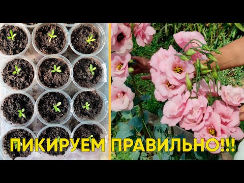 Видео: Пикируем ЭУСТОМУ правильно! Правильное выращивание эустомы из семян! Рассада сезона 2021