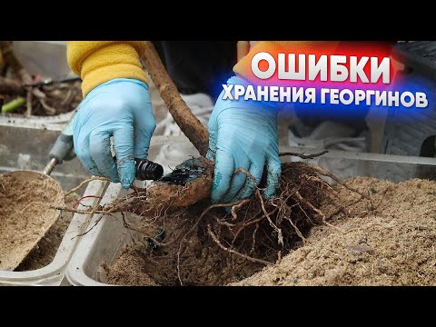 Видео: Ошибки хранения георгинов
