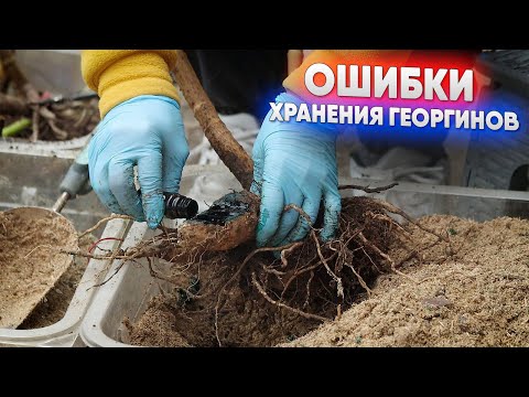 Видео: Ошибки хранения георгинов